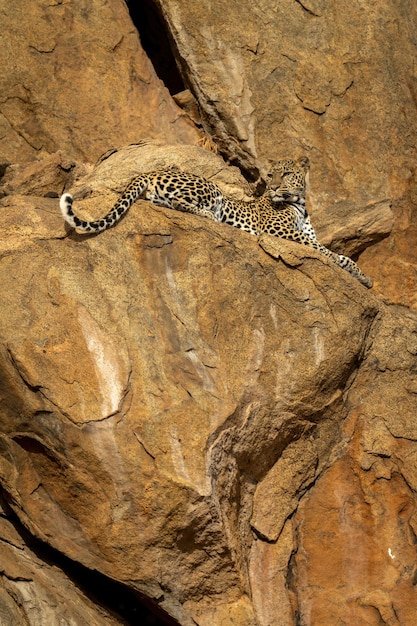 Zdjęcie leopard leży na krawędzi skały i patrzy wstecz.
