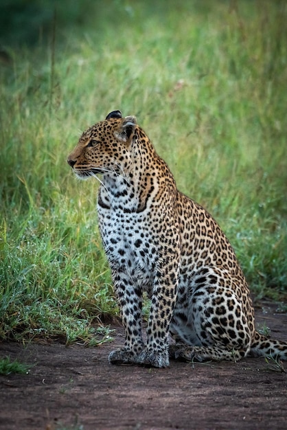 Leopard na trawiastym terenie