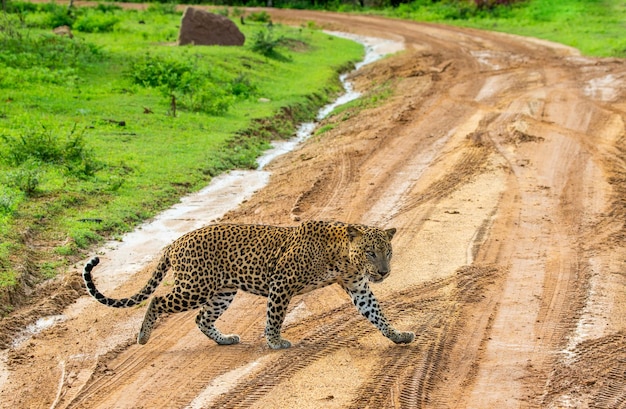 Leopard Panthera pardus kotiya przecina drogę w Parku Narodowym Yala na Sri Lance