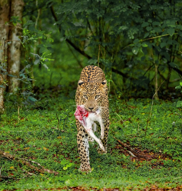 Leopard Panthera pardus kotiya ze zdobyczą w dżungli Park Narodowy Yala Sri Lanki
