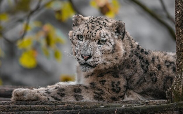 Leopard śnieżny Irbis