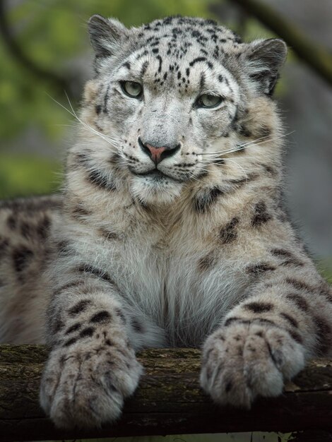 Leopard śnieżny Irbis