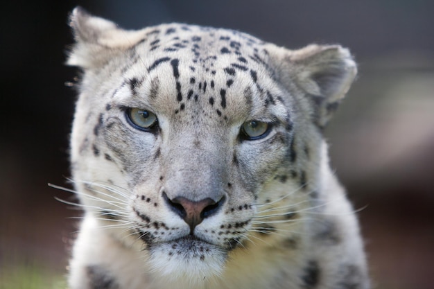 Zdjęcie leopard śnieżny uważnie obserwuje otoczenie