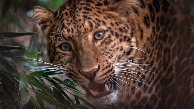 Leopard z białymi wąsami patrzy na kamerę.