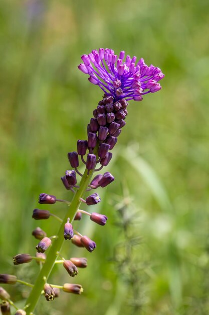 Leopoldia comosa lub muscari comosum lub hiacynt winogronowy chwost pionowy