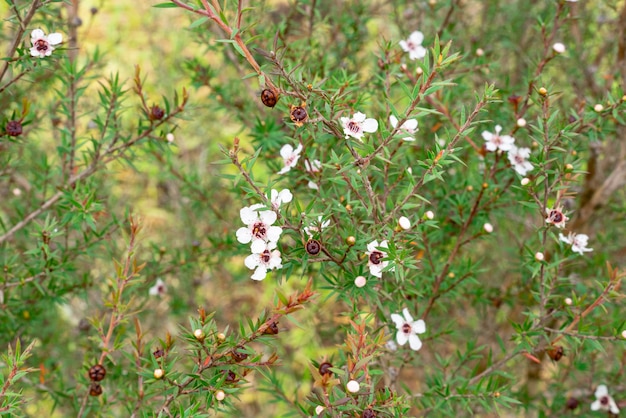 Leptospermum scoparium potocznie zwane manuka pochodzi z południowo-wschodniej Australii i Nowej Zelandii