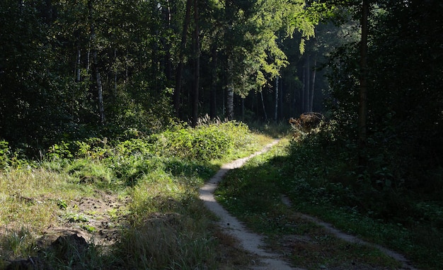 Leśna droga w słoneczny jesienny dzień Region moskiewski