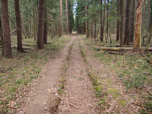 Leśna droga wśród jodeł i sosen wczesną wiosną region moskiewski Rosja