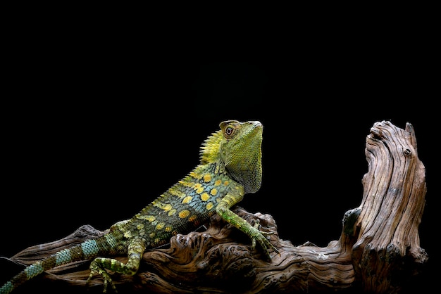 Leśna jaszczurka smoka na czarnym tle Gonocephalus chamaeleontinus Chameleon