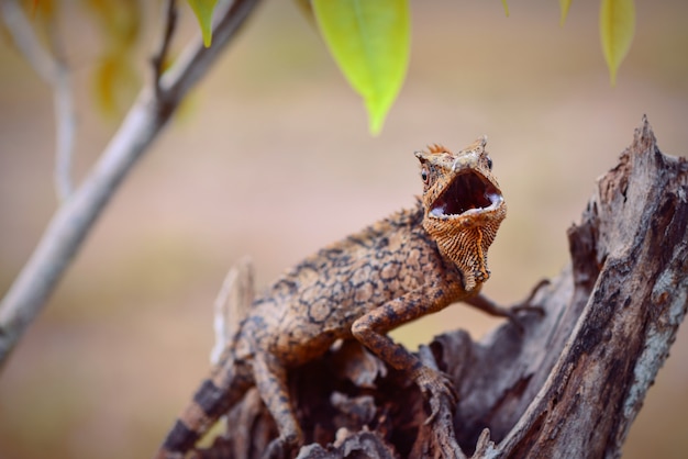 leśna jaszczurka smoka na gałęzi w tropikalnym lesie