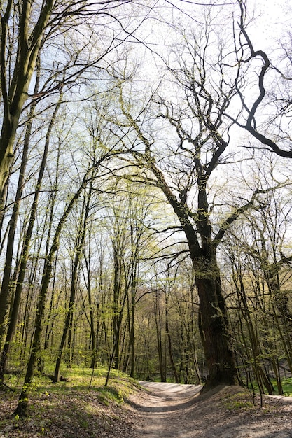 Leśna ścieżka przez drzewa liściaste w wiosennym krajobrazie