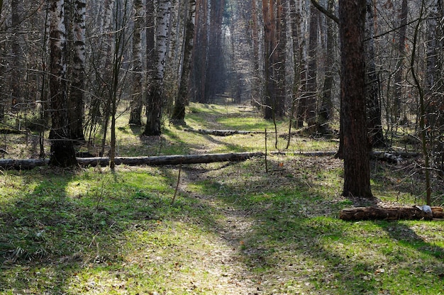 Leśna ścieżka w słoneczny wiosenny poranek Region Moskwy Rosja