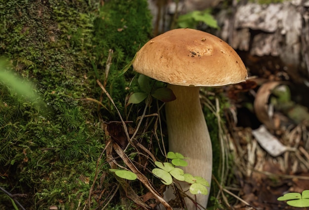 Leśny grzyb boletus na naturalnym tle w trawie w lesie