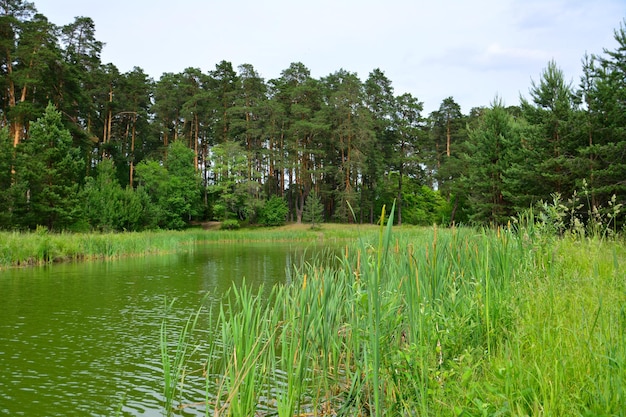 leśny staw otoczony zieloną trawą oraz trzciną i sosnami