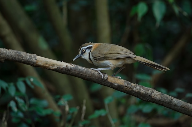 Lesser Necklaced Laughingthrush (Garruplax monileger)