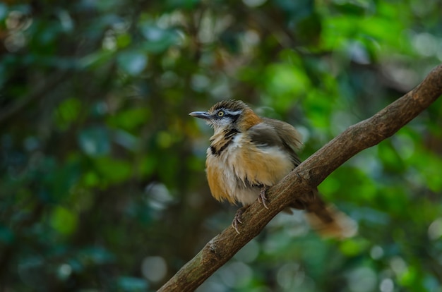 Lesser Necklaced Laughingthrush na gałęzi w przyrodzie