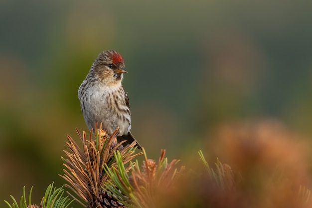 Lesser redpoll siedzący na gałęzi sosny