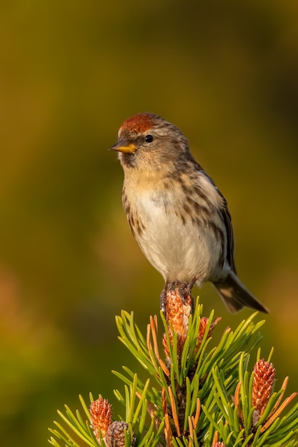 Lesser redpoll siedzący na gałęzi sosny