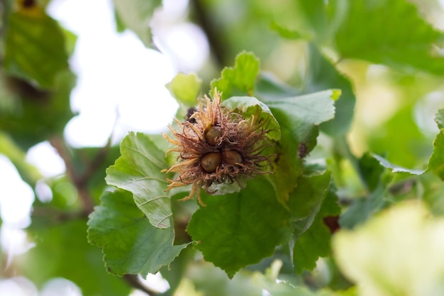 Leszczyna Drzewna Lub Orzech Niedźwiedzi Lub Leszczyna Niedźwiedzi (łac. Corylus Colurna)