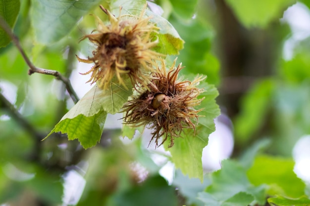 Leszczyna drzewna lub orzech niedźwiedzi lub leszczyna niedźwiedzi (łac. Corylus colurna)