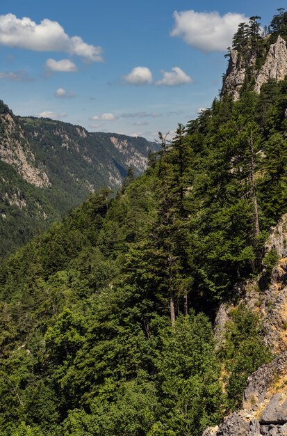 Letni kanion Tara w górach Durmitor National Park Czarnogóra