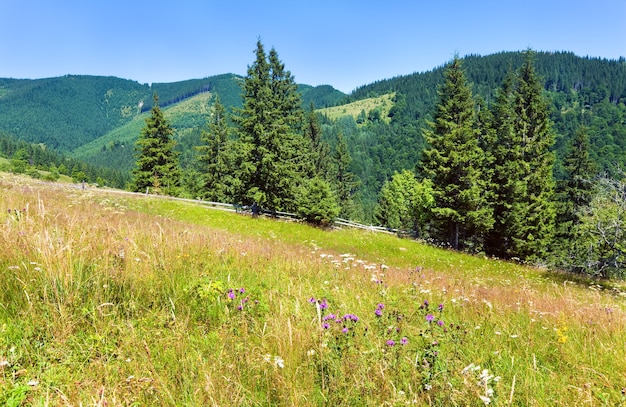 Letni krajobraz górski z kwitnącymi łąkami przed