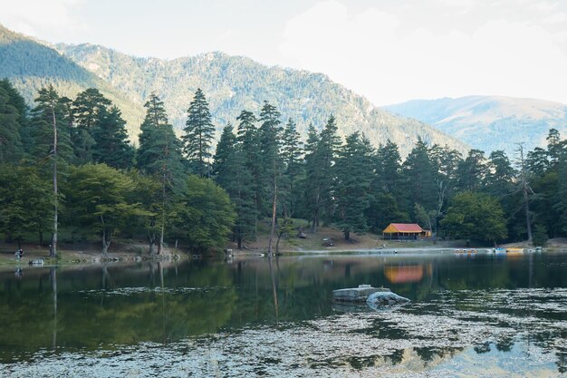 Letni krajobraz jezioro w górach powierzchnia wody powalone drzewa las iglasty i pierwsze śnieżne góry w tle
