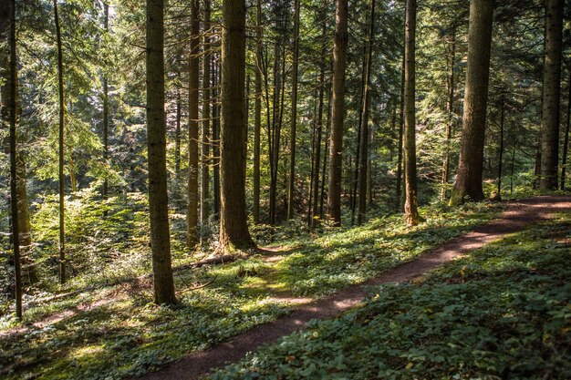 Letni Krajobraz Leśny W Słoneczną Pogodę - Drzewa I Wąska ścieżka Oświetlona Miękkim światłem Słonecznym.