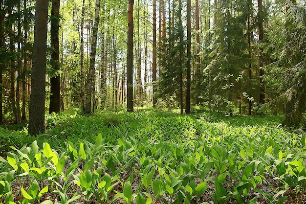 Letni Krajobraz Leśny