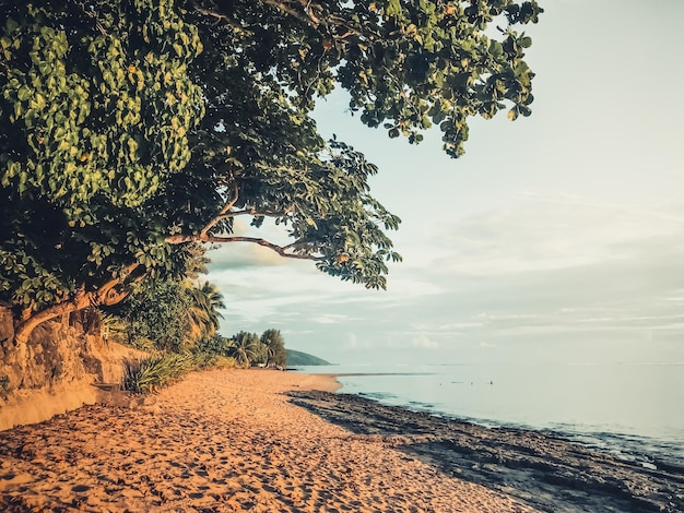 Zdjęcie letni krajobraz piaszczystej plaży z zielonym drzewem