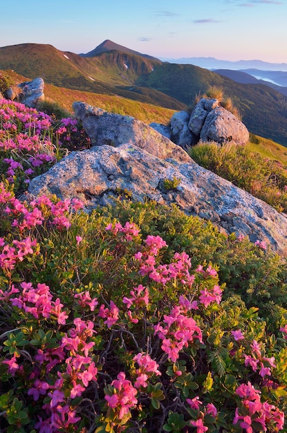 Letni krajobraz w górach. Łąka z kwitnącym rododendronem. Piękne różowe kwiaty w porannym słońcu. Karpaty, Ukraina, Europa