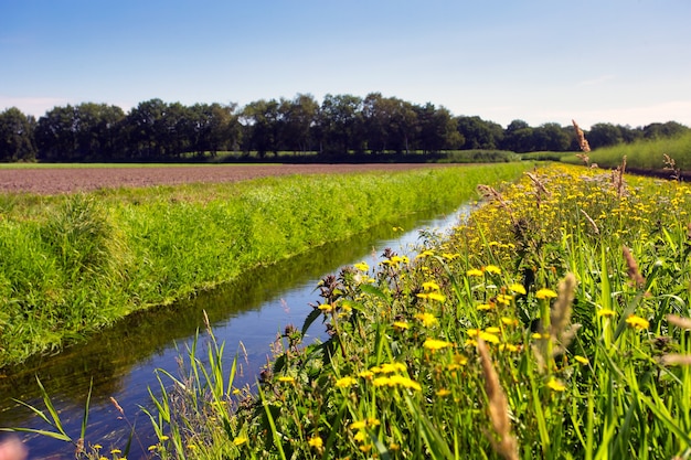 Letni krajobraz w Holandii z zieloną łąką i spokojnym strumieniem