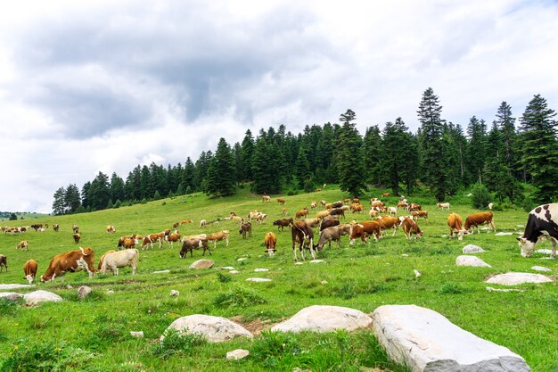 Letni krajobraz w prowincji Artvin z krów wypasanych na świeżej zielonej górze.