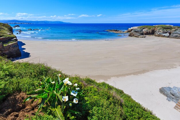 Letni krajobraz wybrzeża Atlantyku z piaszczystą plażą i białymi kwiatami z przodu (Praia Das Illas, Hiszpania).