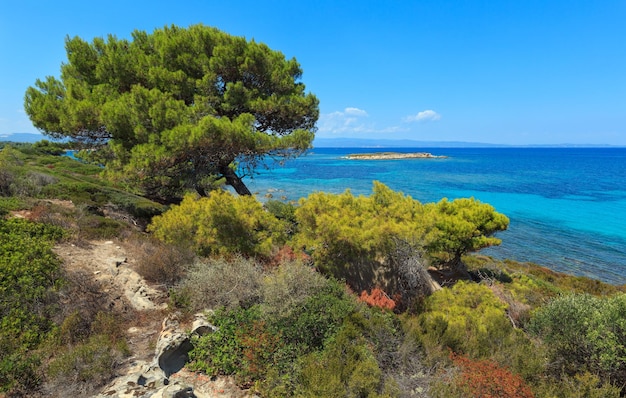 Letni krajobraz wybrzeża Morza Egejskiego z sosnami (Chalkidiki, Grecja).