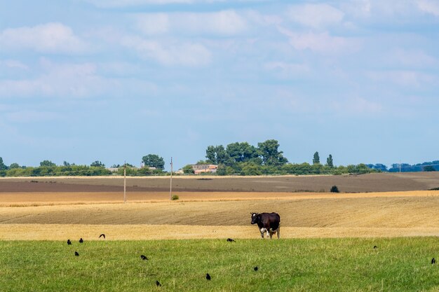 Letni krajobraz z gruntami rolnymi i krową na łące