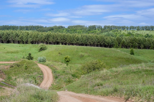 Zdjęcie letni krajobraz z polami i lasem jodłowym