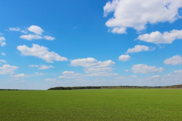 Letni krajobraz z widokiem na bezkresne pole i niebo z chmurami