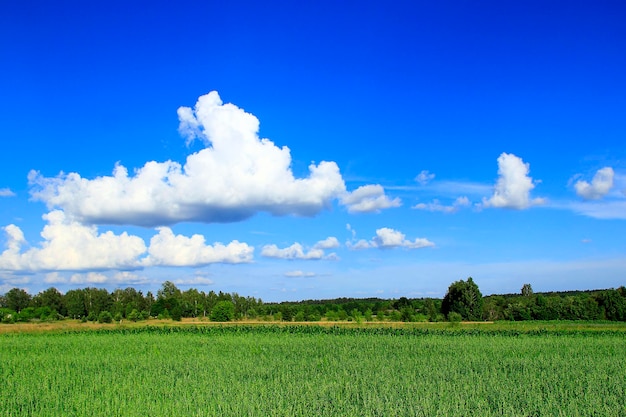 Letni krajobraz z wiejskimi polami i białymi chmurami na błękitnym niebie Wielka biała chmura nad zielonym wiejskim polem Panorama wiejska Krajobraz wiejski Krajobraz pól i pięknych chmur na wsi