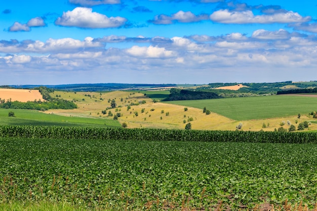 Letni krajobraz z zielonymi polami, wzgórzami i błękitnym niebem