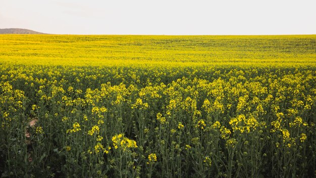 Letni krajobraz z żółtym polem rzepaku na Węgrzech