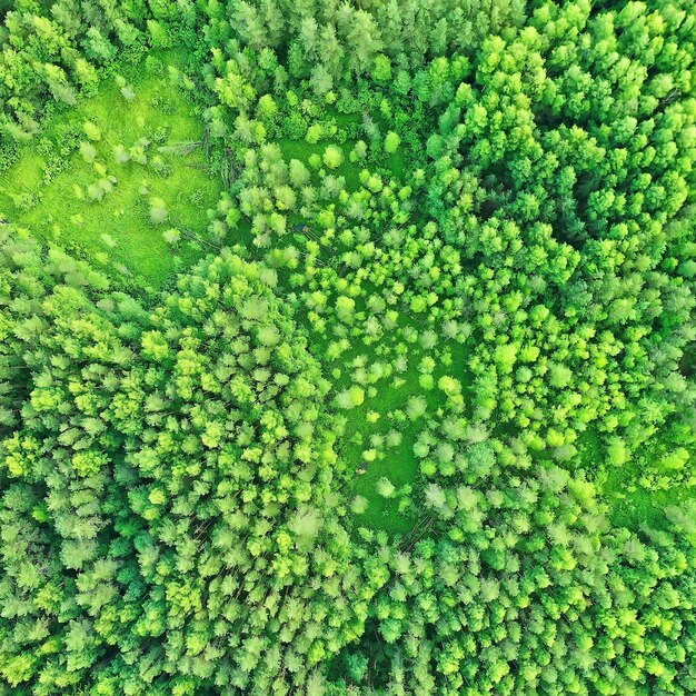 Letni Las Widok Z Góry Dron, Tło Zielone Drzewa Panorama Krajobraz