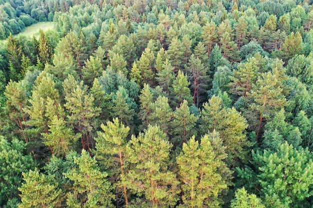 letni las widok z góry dron, tło zielone drzewa panorama krajobraz