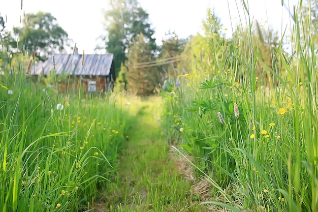 letni park krajobraz / widok sezonowy, zielone drzewa latem, koncept spacerów przyrodniczych, ekologia, eko