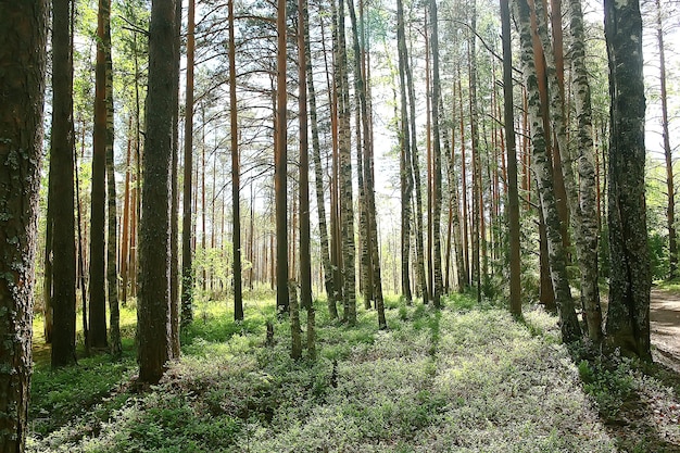 Letni Park Krajobraz / Widok Sezonowy, Zielone Drzewa Latem, Koncept Spacerów Przyrodniczych, Ekologia, Eko