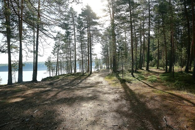 letni park krajobraz / widok sezonowy, zielone drzewa latem, koncept spacerów przyrodniczych, ekologia, eko