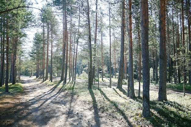 letni park krajobrazowy / widok sezonowy, zielone drzewa latem, koncept spacerów przyrodniczych, ekologia, eko