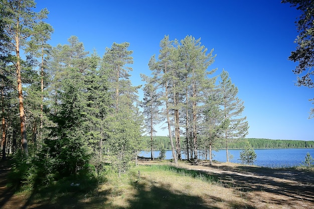 letni park krajobrazowy / widok sezonowy, zielone drzewa latem, koncept spacerów przyrodniczych, ekologia, eko