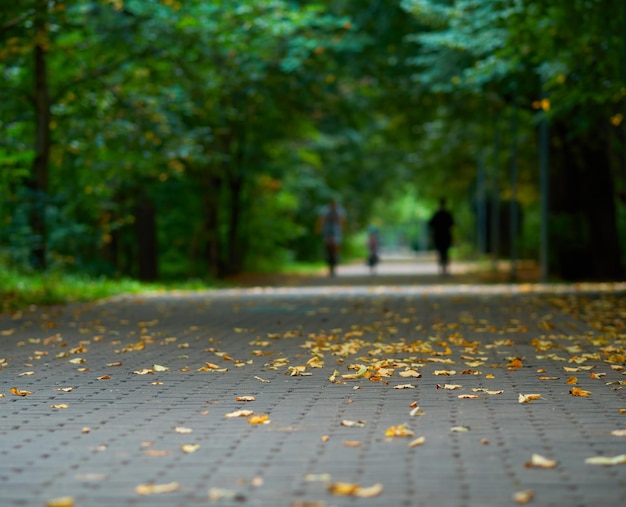 Letni park w jesiennym tle bokeh