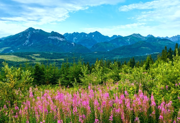 Letni poranek górski krajobraz z różowymi kwiatami przed i pasmem Tatr za Polską